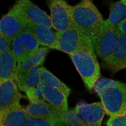 Immunofluorescent staining of human cell line SH-SY5Y shows localization to plasma membrane & cytosol.
