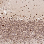 Anti-GPR139 Antibody