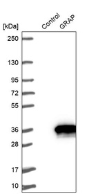 Western blot analysis in control (vector only transfected HEK293T lysate) and GRAP over-expression lysate (Co-expressed with a C-terminal myc-DDK tag (~3.1 kDa) in mammalian HEK293T cells, LY416529).