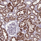 Anti-SPSB3 Antibody