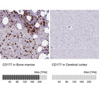 Anti-CD177 Antibody