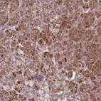 Anti-SNAPC4 Antibody