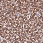 Anti-PRR7 Antibody