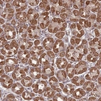 Anti-PRR7 Antibody