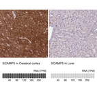 Anti-SCAMP5 Antibody