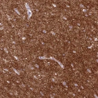Immunohistochemical staining of human cerebral cortex shows strong positivity in neuropil.