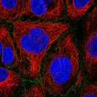Immunofluorescent staining of human cell line CACO-2 shows localization to cell junctions.