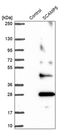 Western blot analysis in control (vector only transfected HEK293T lysate) and SCAMP5 over-expression lysate (Co-expressed with a C-terminal myc-DDK tag (~3.1 kDa) in mammalian HEK293T cells, LY408443).