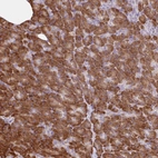 Anti-RALBP1 Antibody