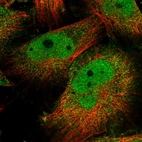 Immunofluorescent staining of human cell line U-251 MG shows localization to nucleoplasm.