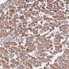 Anti-TMEM126A Antibody