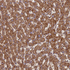 Anti-TMEM126A Antibody