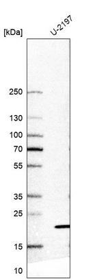 Western blot analysis in human cell line U-2197.