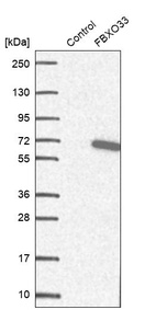 Western blot analysis in control (vector only transfected HEK293T lysate) and FBXO33 over-expression lysate (Co-expressed with a C-terminal myc-DDK tag (~3.1 kDa) in mammalian HEK293T cells, LY404384).