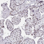Immunohistochemical staining of human placenta shows moderate nuclear positivity in trophoblastic cells.