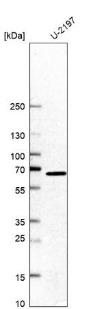 Western blot analysis in human cell line U-2197.