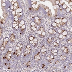 Immunohistochemical staining of human Small intestine shows strong granular cytoplasmic positivity in glandular cells.