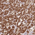 Anti-CRHR2 Antibody