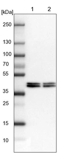 Lane 1: NIH-3T3 cell lysate (Mouse embryonic fibroblast cells)_br/_Lane 2: NBT-II cell lysate (Rat Wistar bladder tumour cells)