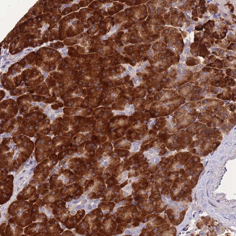 Anti-FAM153B Antibody