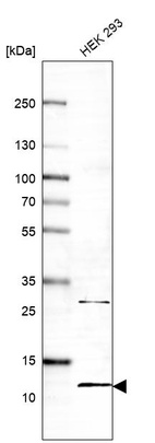 Western blot analysis in human cell line HEK 293.
