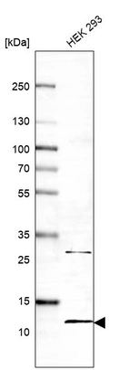 Western blot analysis in human cell line HEK 293.