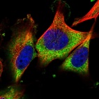 Immunofluorescent staining of human cell line U-251 MG shows localization to cytosol.