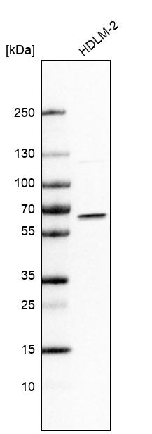 Anti-IRF5 Antibody