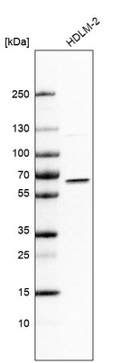 Anti-IRF5 Antibody