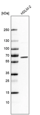 Anti-IRF5 Antibody