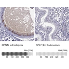 Anti-SPINT4 Antibody