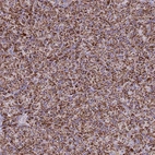 Immunohistochemical staining of human pancreas shows strong granular cytoplasmic positivity in exocrine glandular cells.