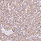 Anti-SYS1 Antibody