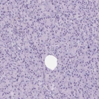 Immunohistochemical staining of human pancreas shows no positivity in exocrine glandular cells as expected.