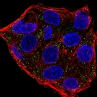 Immunofluorescent staining of human cell line Hep G2 shows localization to vesicles.
