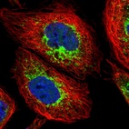 Immunofluorescent staining of human cell line A-431 shows localization to mitochondria.