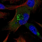 Immunofluorescent staining of human cell line U-251 MG shows localization to the Golgi apparatus.