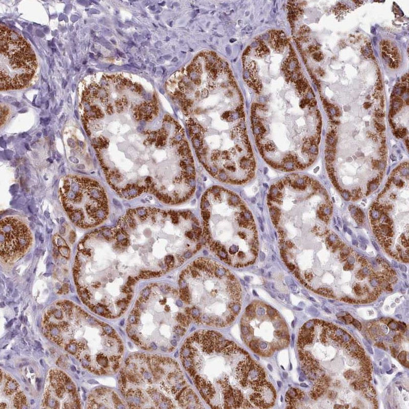 Anti-PWWP2A Antibody