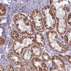 Anti-PWWP2A Antibody