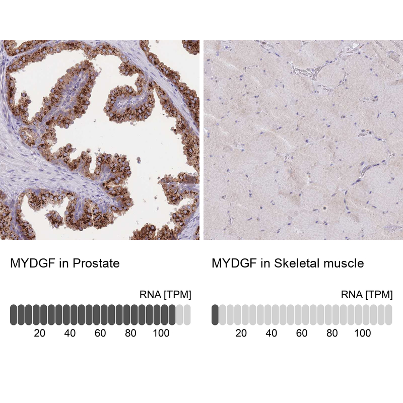 Anti-MYDGF Antibody