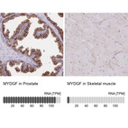 Anti-MYDGF Antibody