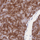 Immunohistochemical staining of human pancreas shows strong cytoplasmic positivity in exocrine glandular cells.
