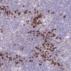 Immunohistochemical staining of human lymph node shows strong cytoplasmic positivity in non-germinal center cells.