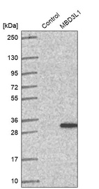 Western blot analysis in control (vector only transfected HEK293T lysate) and MBD3L1 over-expression lysate (Co-expressed with a C-terminal myc-DDK tag (~3.1 kDa) in mammalian HEK293T cells, LY407947).