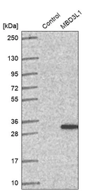 Western blot analysis in control (vector only transfected HEK293T lysate) and MBD3L1 over-expression lysate (Co-expressed with a C-terminal myc-DDK tag (~3.1 kDa) in mammalian HEK293T cells, LY407947).