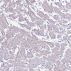 Anti-MYBPC2 Antibody