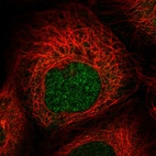Immunofluorescent staining of human cell line A-431 shows localization to nucleus.