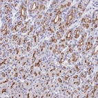Anti-PIGU Antibody