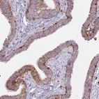Anti-MRPL54 Antibody