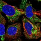 Immunofluorescent staining of human cell line U-2 OS shows localization to mitochondria.